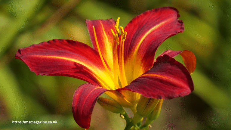 Fiery Red Daylilies
